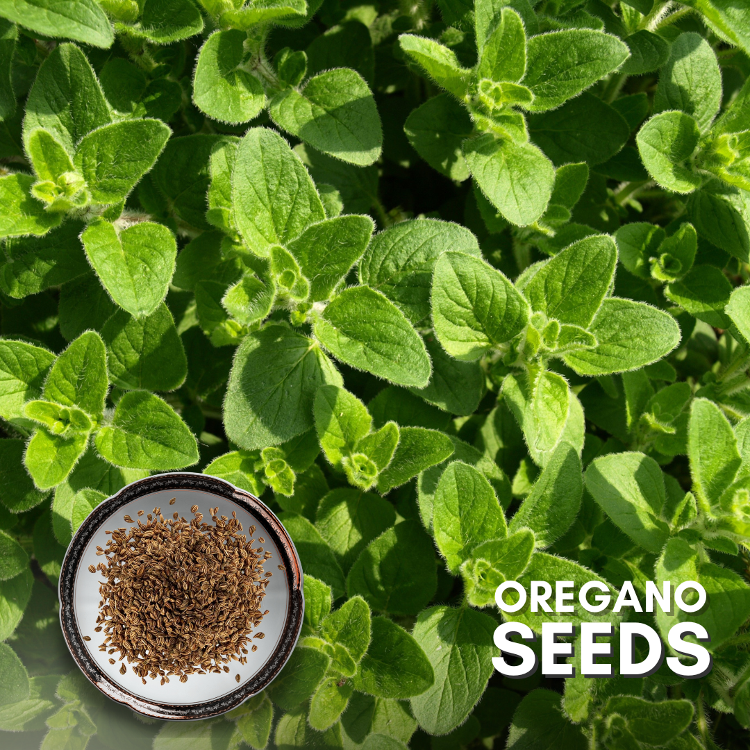 Green Paradise® Oregano (Herbs) Seeds Pack