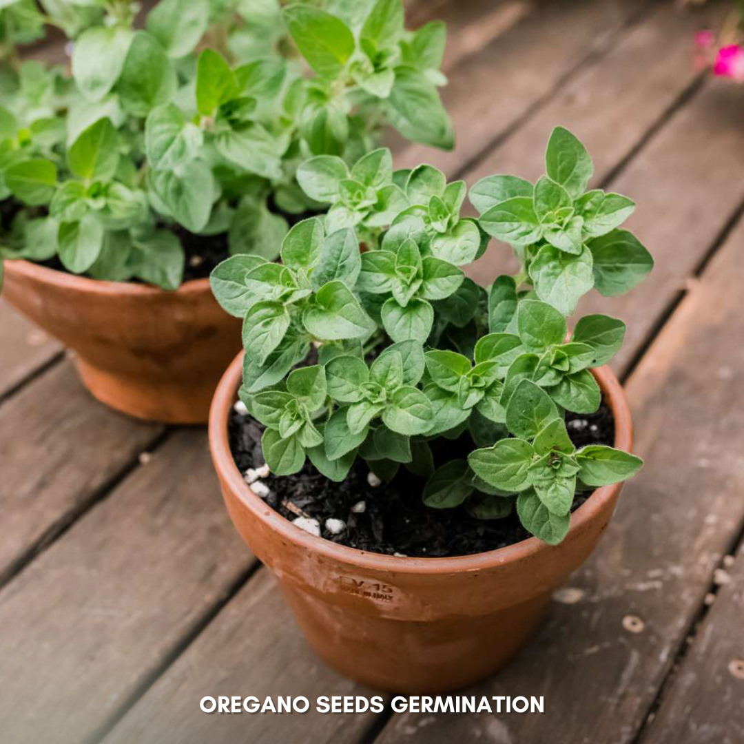 Green Paradise® Oregano (Herbs) Seeds Pack