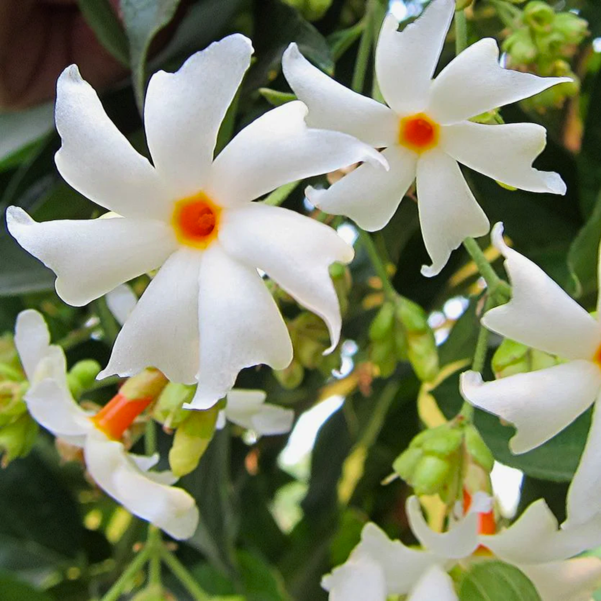 Green Paradise Parijat Plant Night-flowering jasmine Live Plant