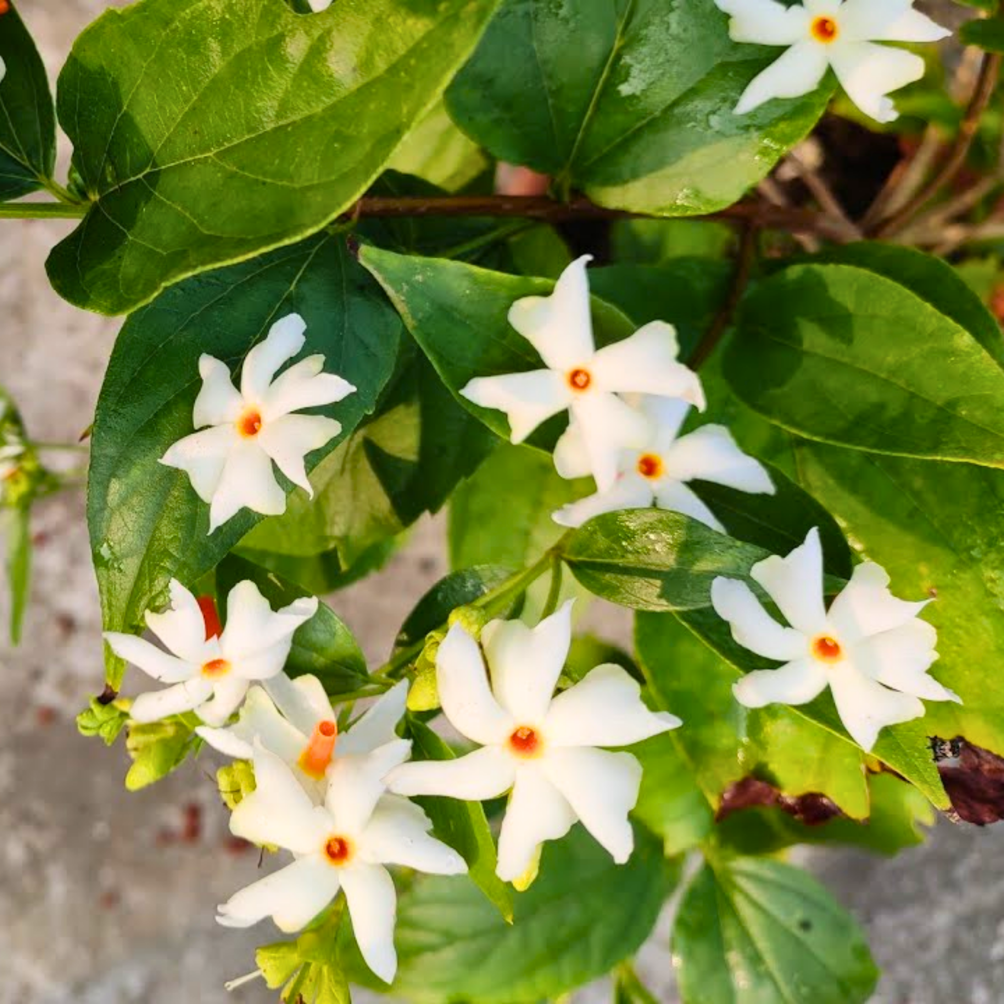 Green Paradise Parijat Plant Night-flowering jasmine Live Plant