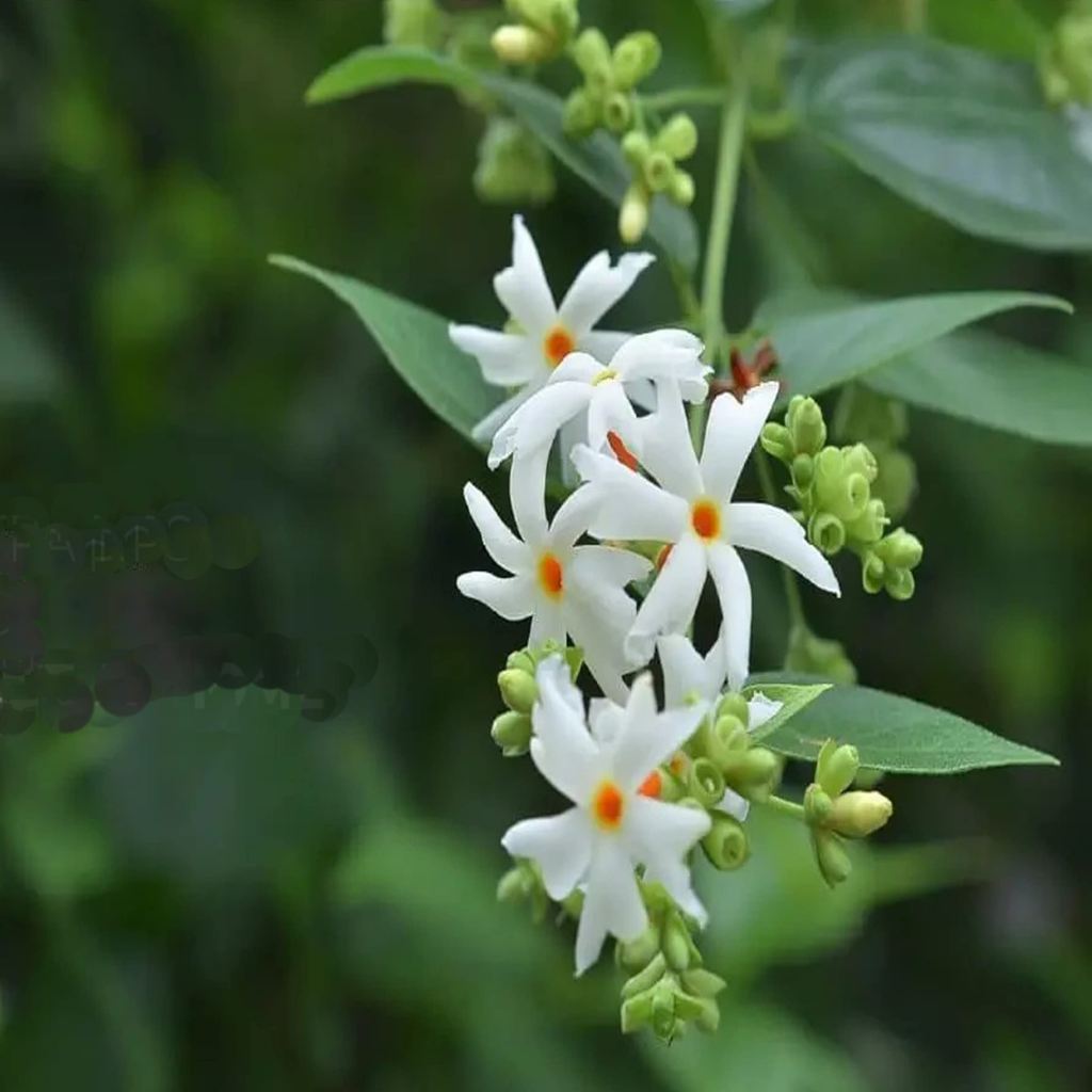 Green Paradise Parijat Plant Night-flowering jasmine Live Plant