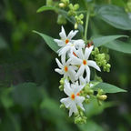 Green Paradise Parijat Plant Night-flowering jasmine Live Plant