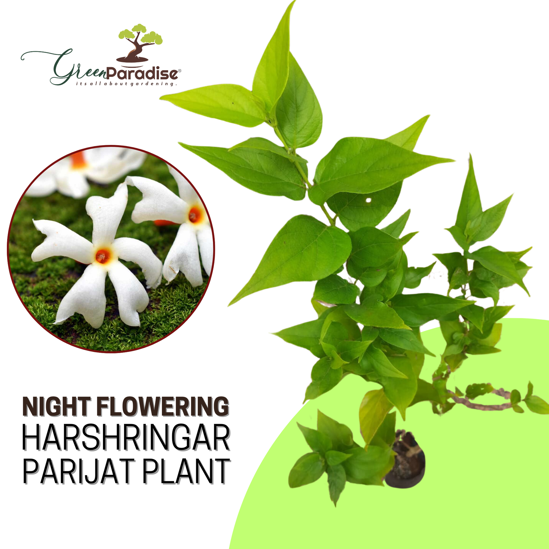 Green Paradise Parijat Plant Night-flowering jasmine Live Plant