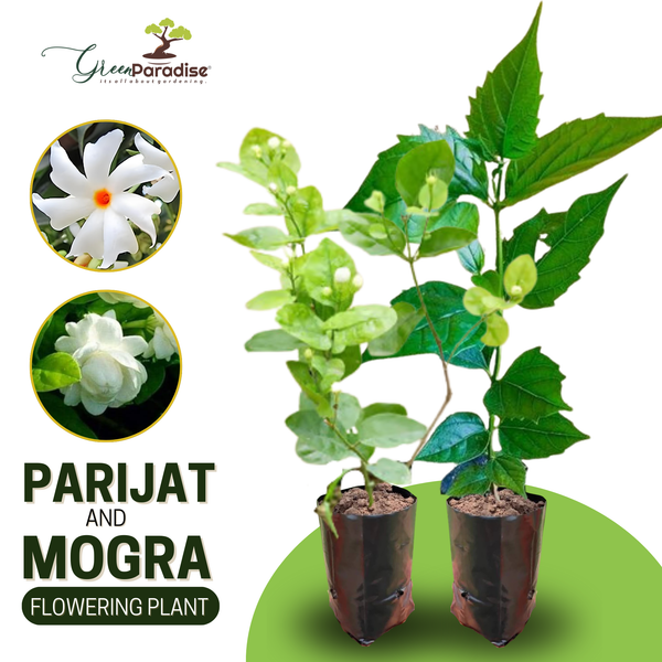 Jasmine Mogra live Plant and Live Coral Jasmine Night Flowering Parijat harshringar Live Plant (Set of 2 Plants)