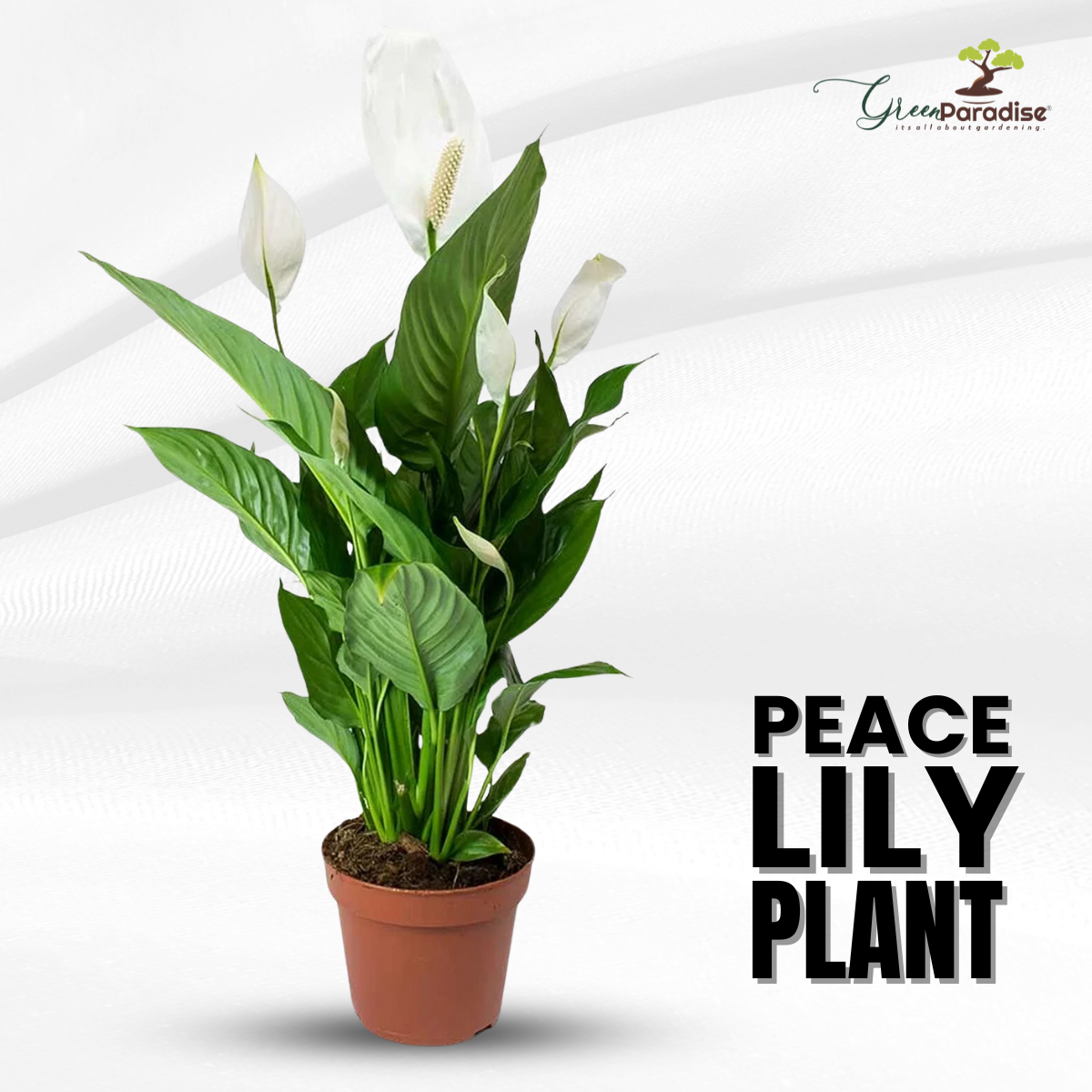 Green Paradise® Peace Lily Spathiphyllum indoor air purifier Live Plant with  pot