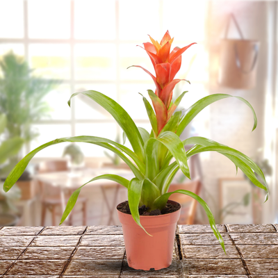 Green Paradise® Alcanterea Guzmania flowering Live Plant