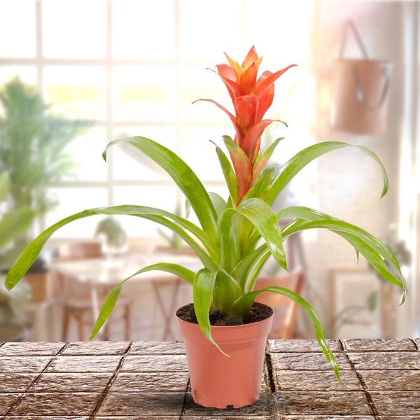 Green Paradise® Alcanterea Guzmania flowering Live Plant