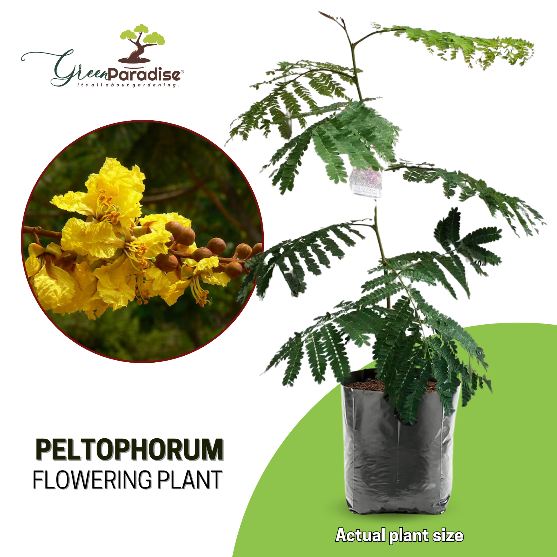 Peltophorum Live Plant