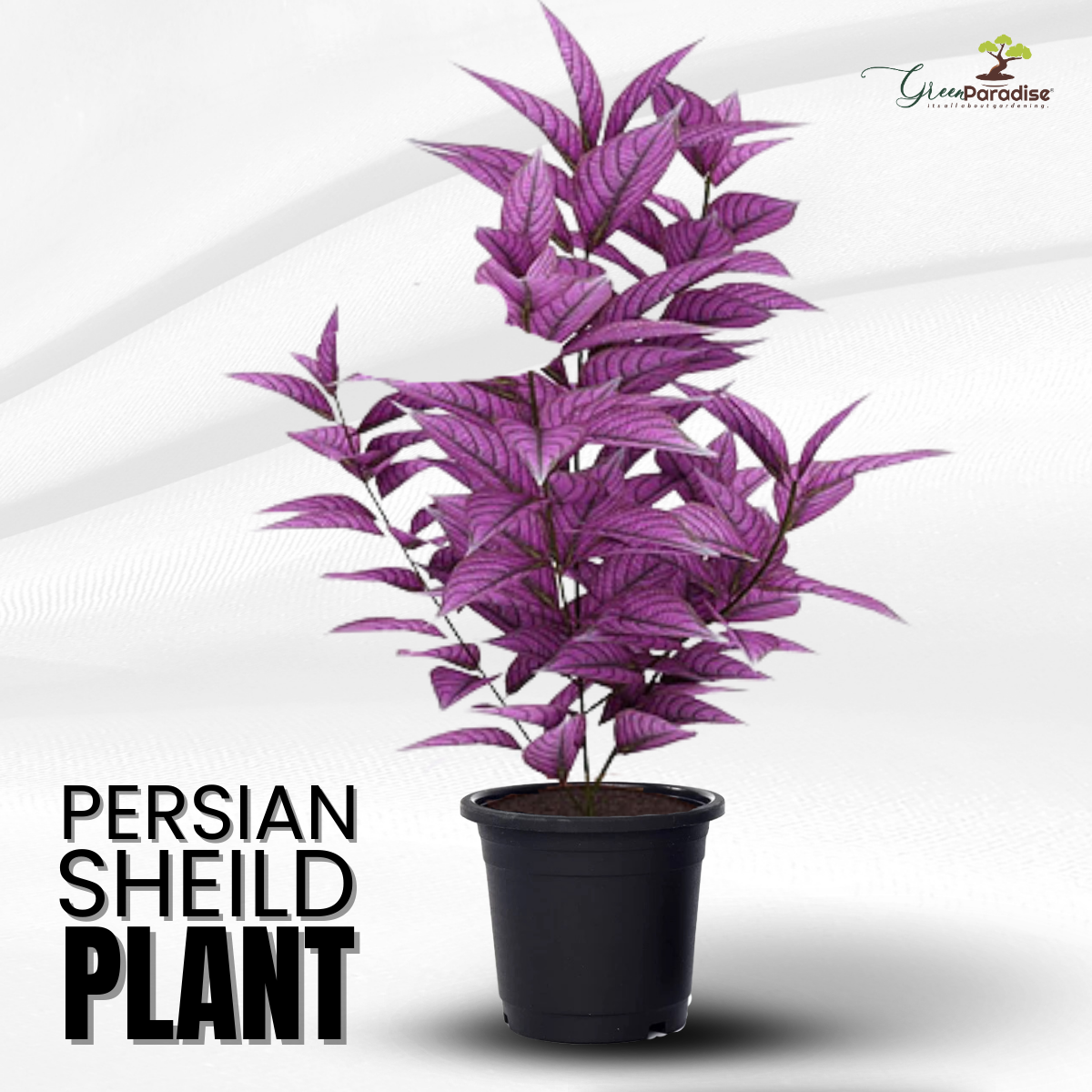 Green Paradise® Persian Shield Plant Live Plant With Pot