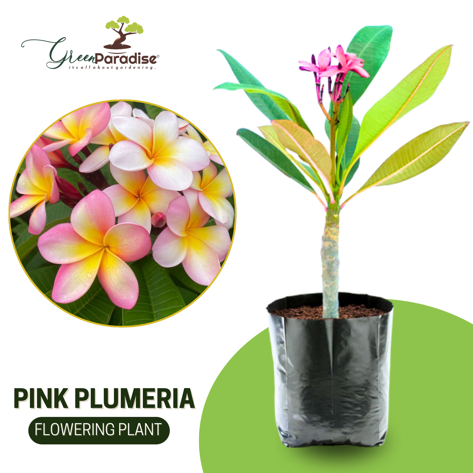 Pink Plumeria Champa live Plant