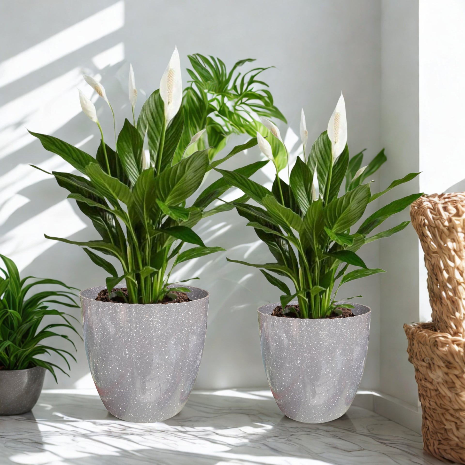 Green Paradise® Premium Grey Plastic Pot – Elegant Indoor & Outdoor Planter for your garden