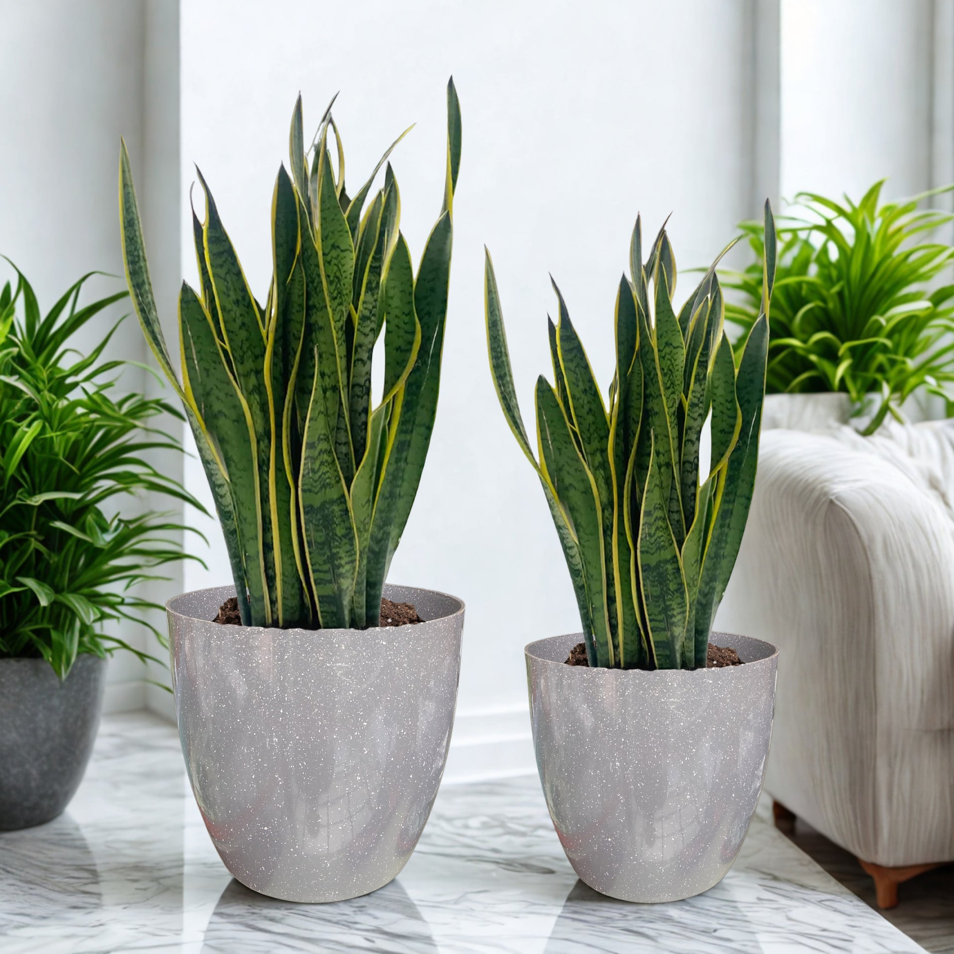 Green Paradise® Premium Grey Plastic Pot – Elegant Indoor & Outdoor Planter for your garden