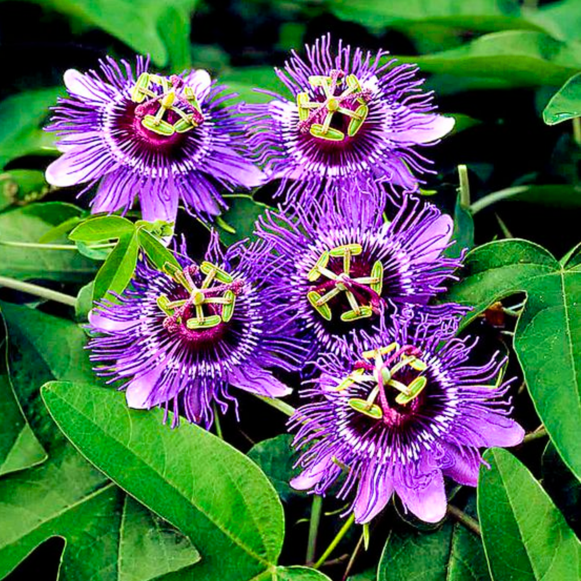 Green Paradise Passionflower Live Plant