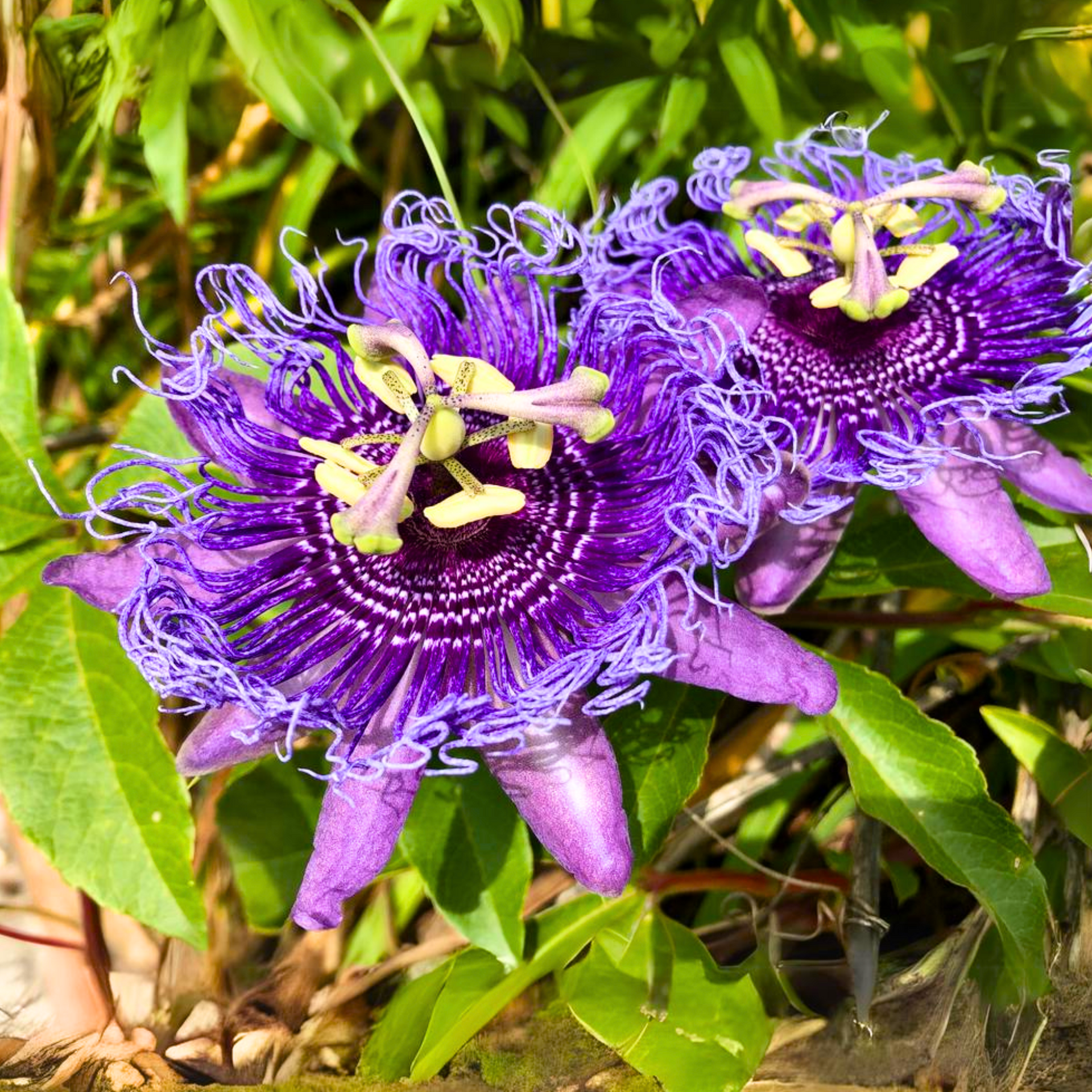 Green Paradise Passionflower Live Plant