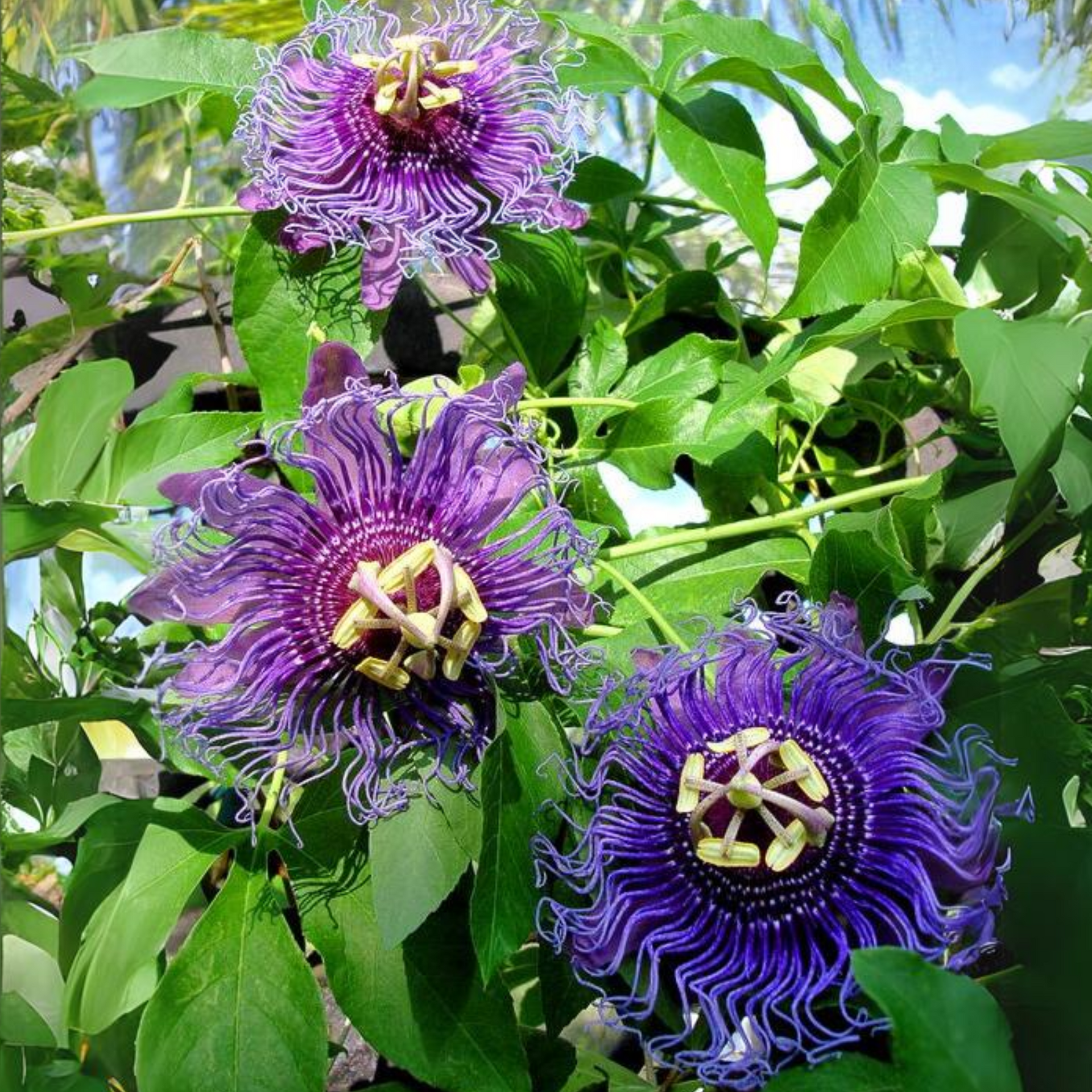 Green Paradise Passionflower Live Plant