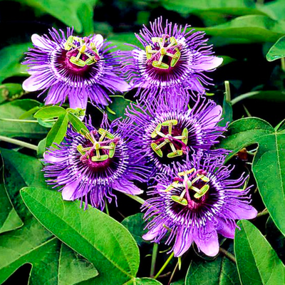 Green Paradise Passionflower Live Plant