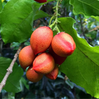 Green Paradise Peanut Butter Fruit Plant Bunchosia argentea Live Plant