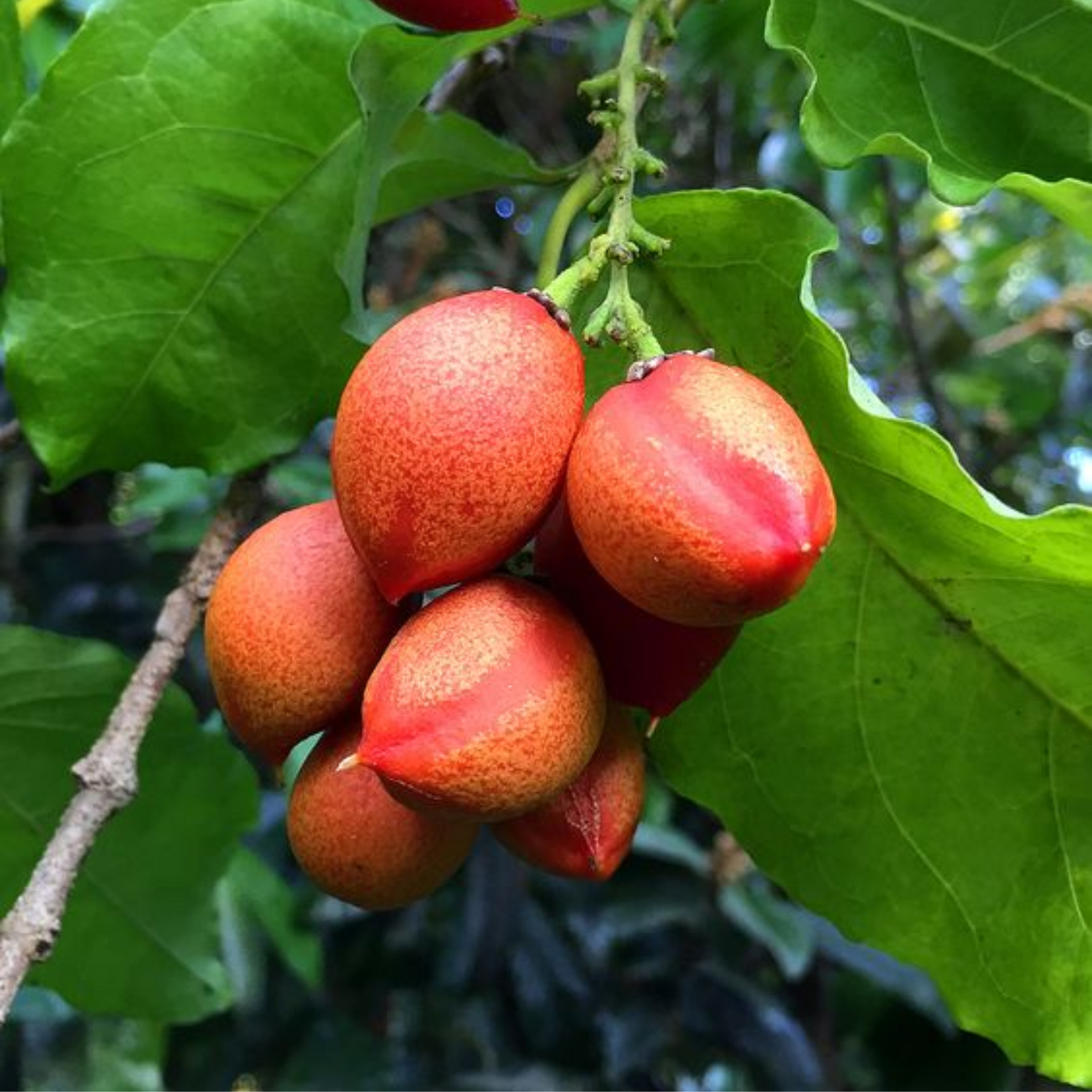 Green Paradise Peanut Butter Fruit Plant Bunchosia argentea Live Plant