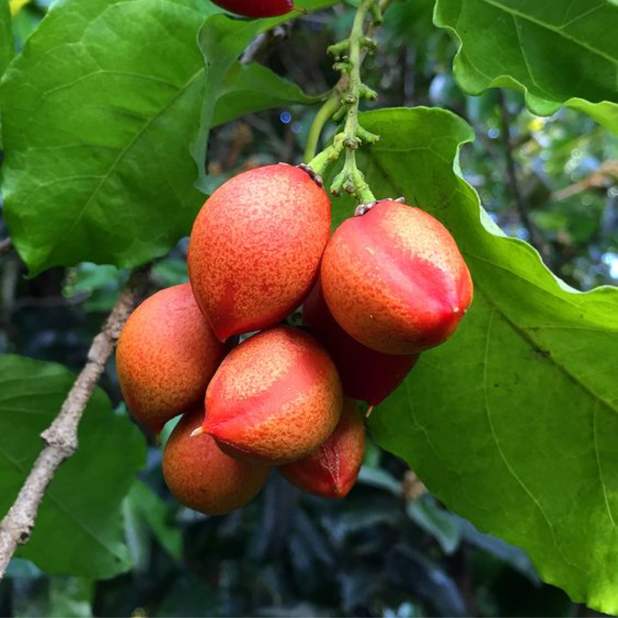 Green Paradise Peanut Butter Fruit Plant Bunchosia argentea Live Plant