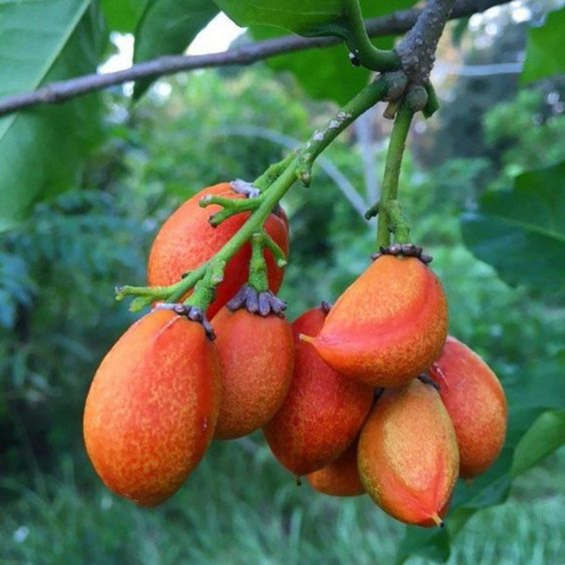 Green Paradise Peanut Butter Fruit Plant Bunchosia argentea Live Plant