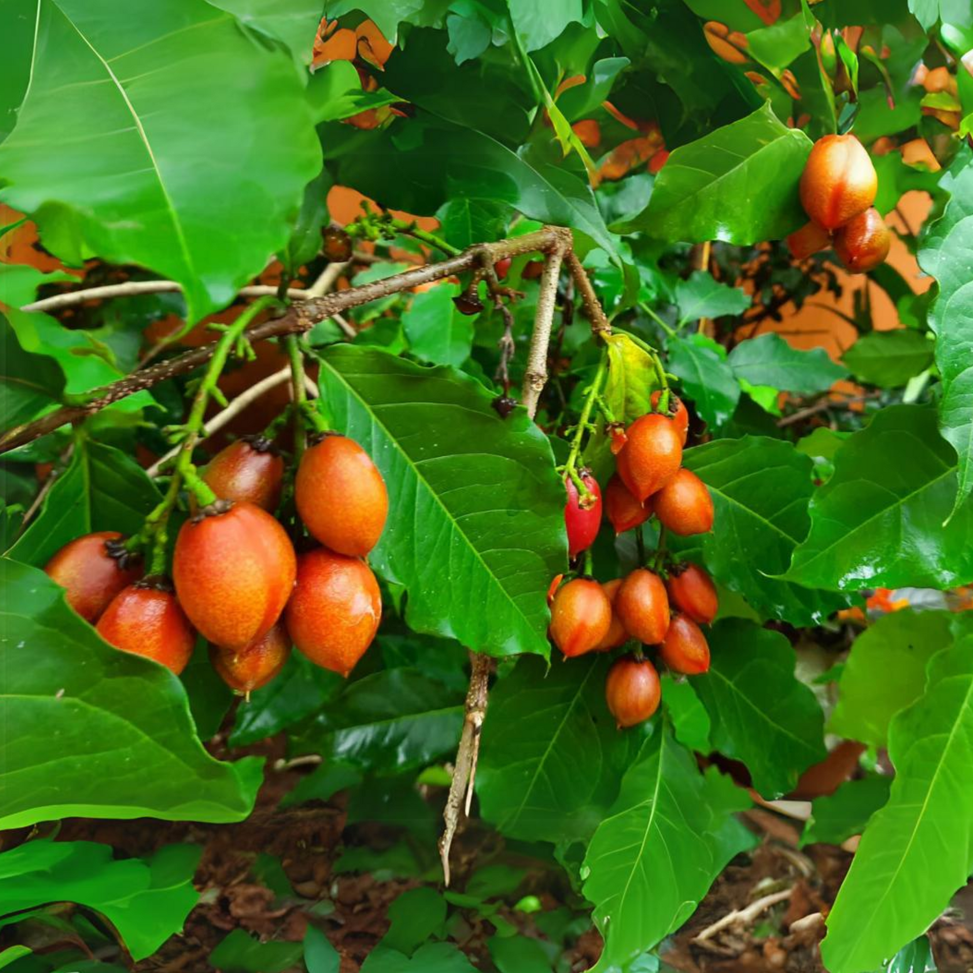 Green Paradise Peanut Butter Fruit Plant Bunchosia argentea Live Plant