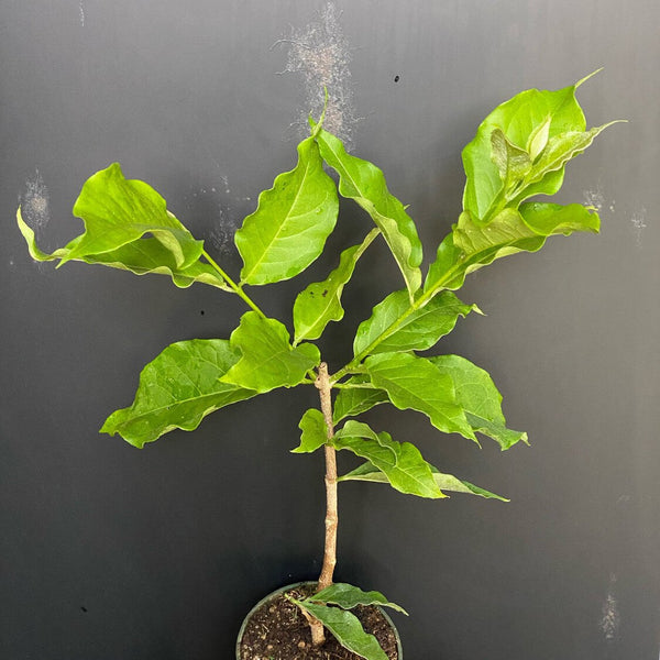 Green Paradise Peanut Butter Plant