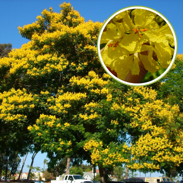 Peltophorum Live Plant