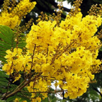 Peltophorum Live Plant