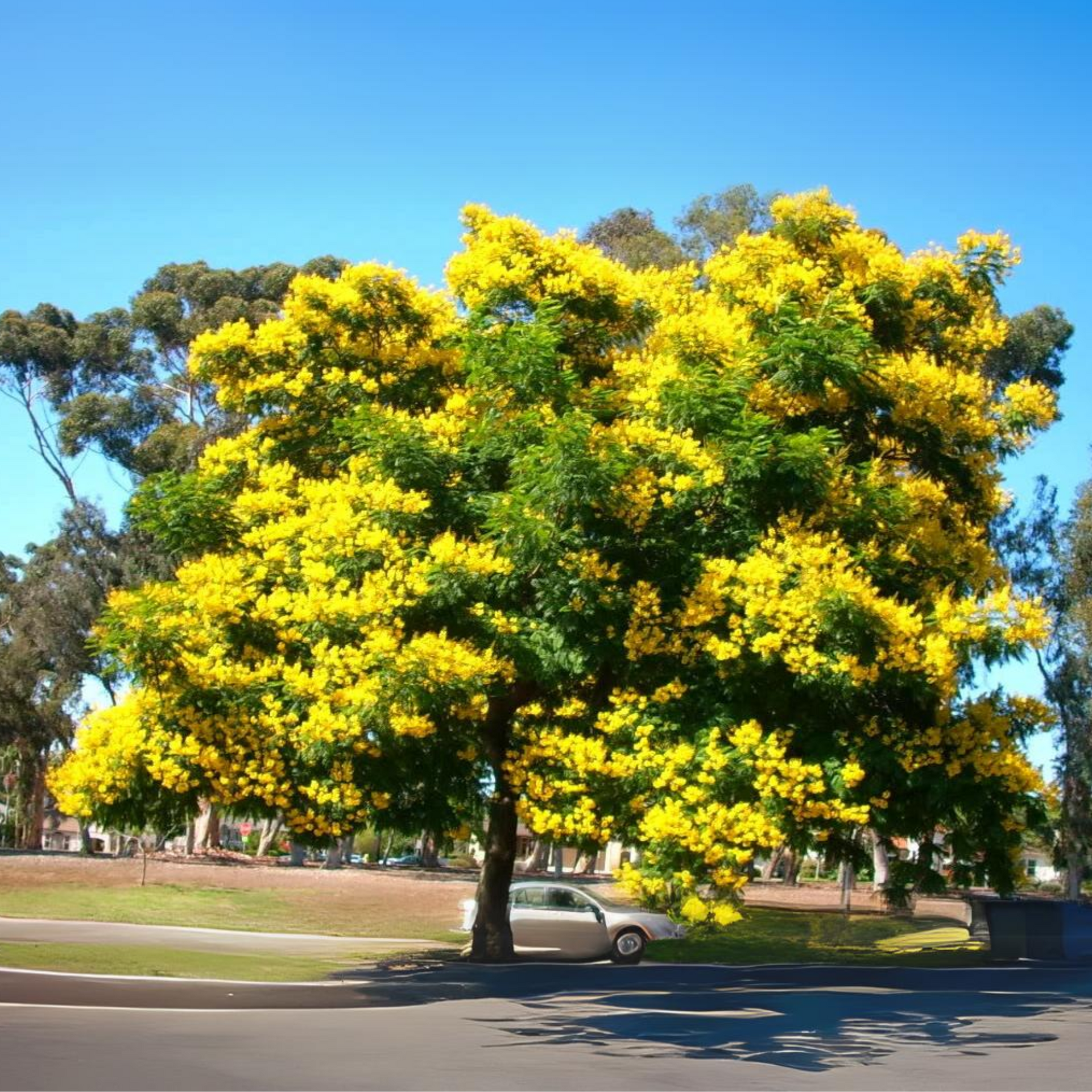 Peltophorum Live Plant