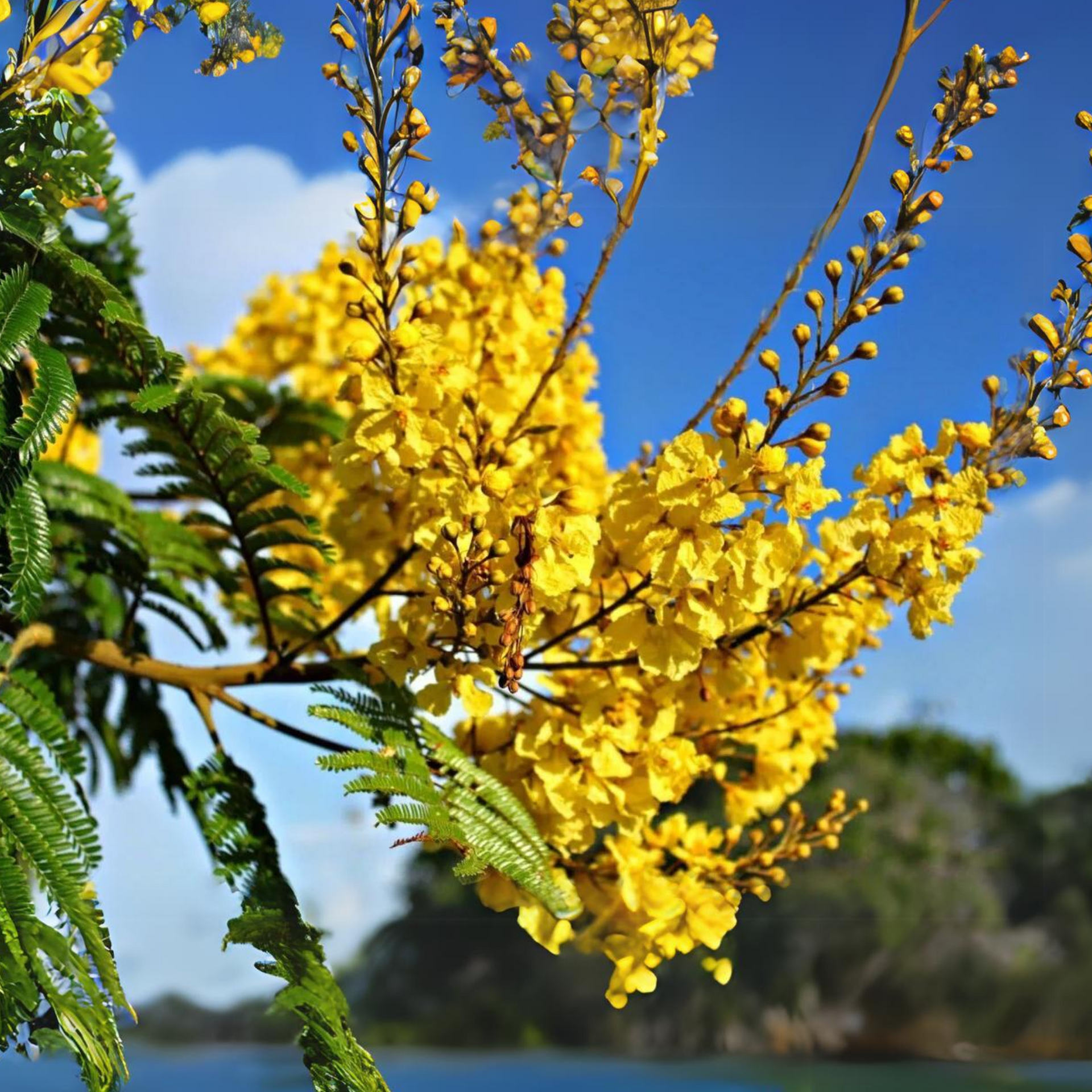 Peltophorum Live Plant