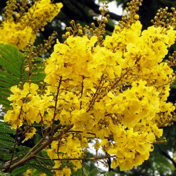 Peltophorum Live Plant