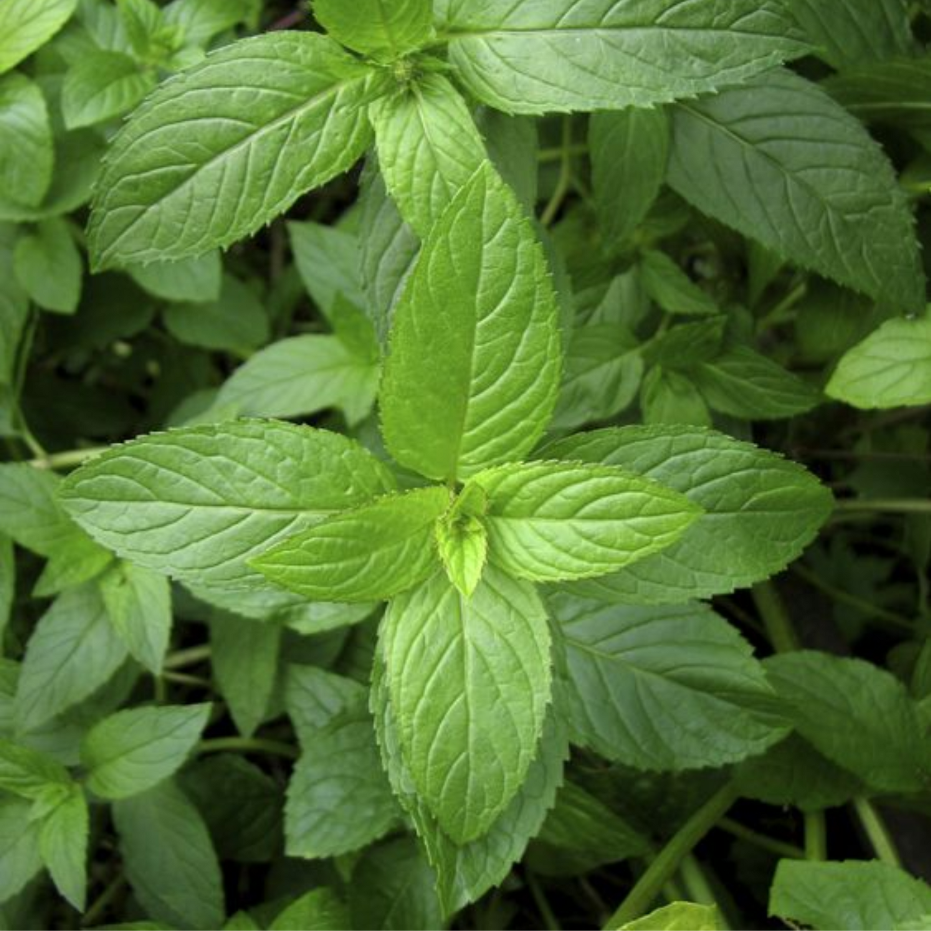 Peppermint Plant - Buy Online