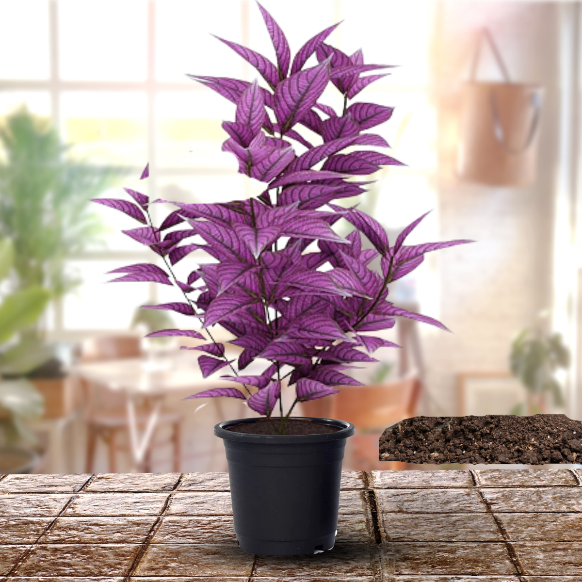 Green Paradise® Persian Shield Plant Live Plant With Pot