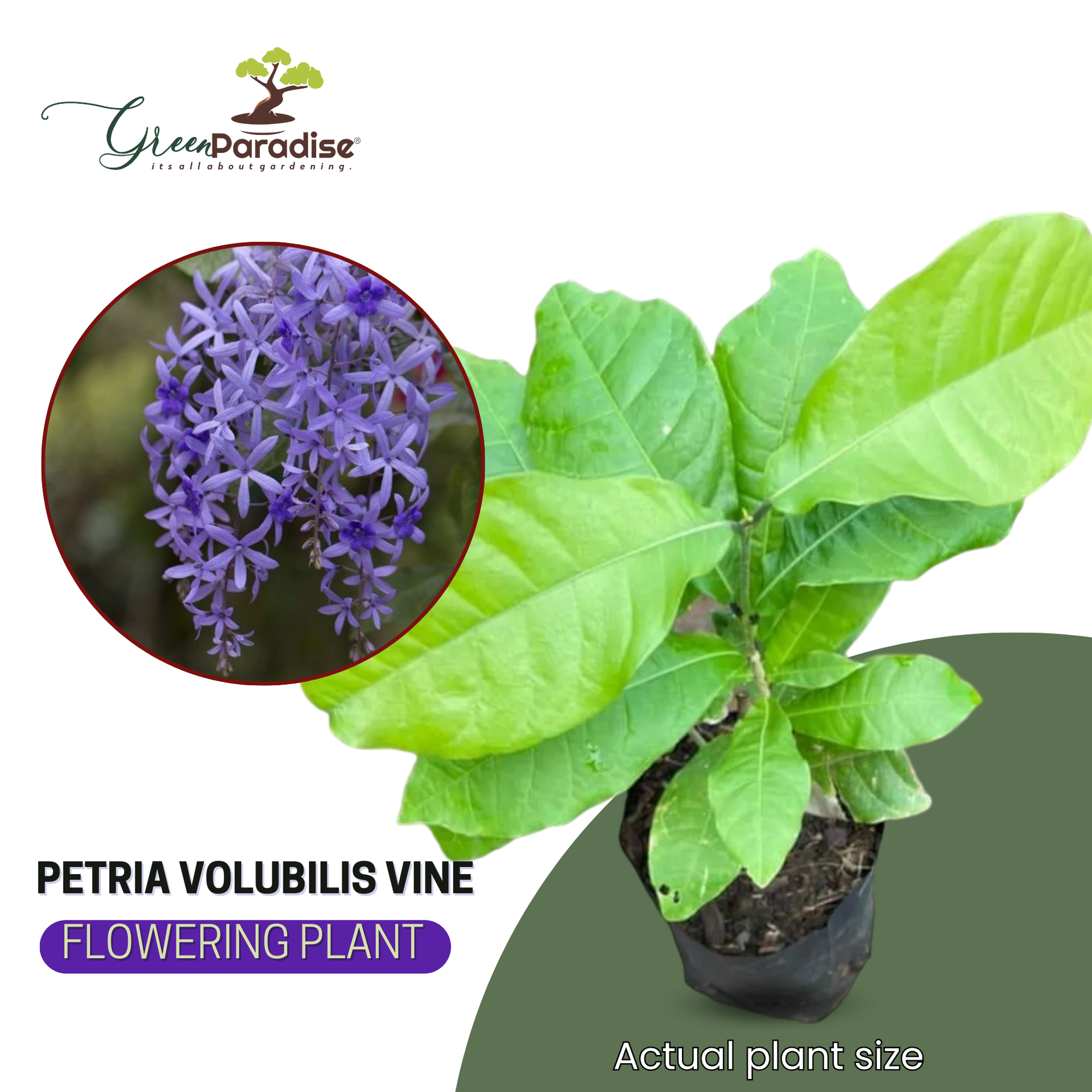 Petrea volubilis Vine Plant Purple Wealth Creeper Sand Paper Vine - Green Paradise Live