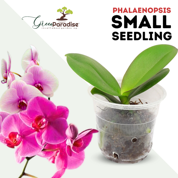 Phalaenopsis Small Seedlings ( Pack of 3)