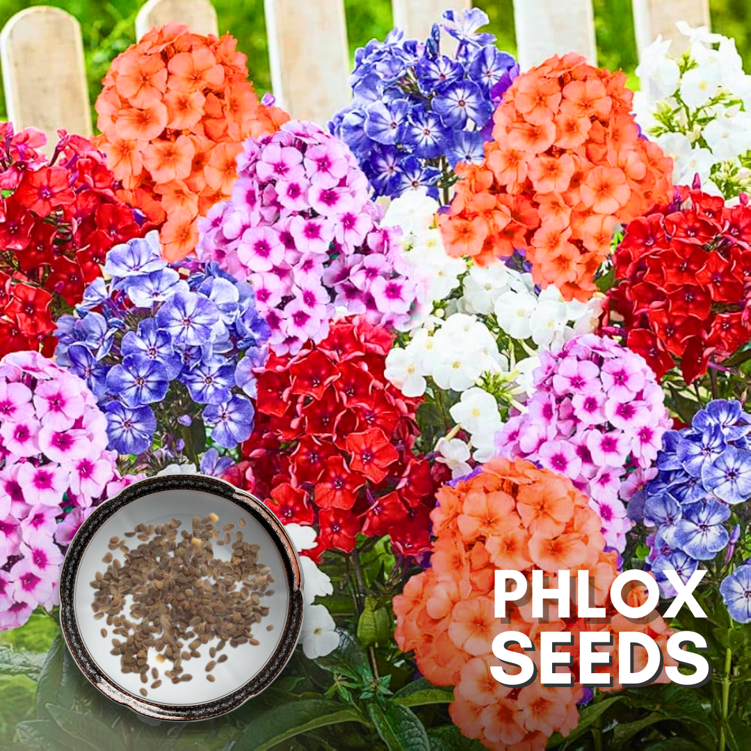 Green Paradise® Phlox Flower (Improved) Seeds Pack