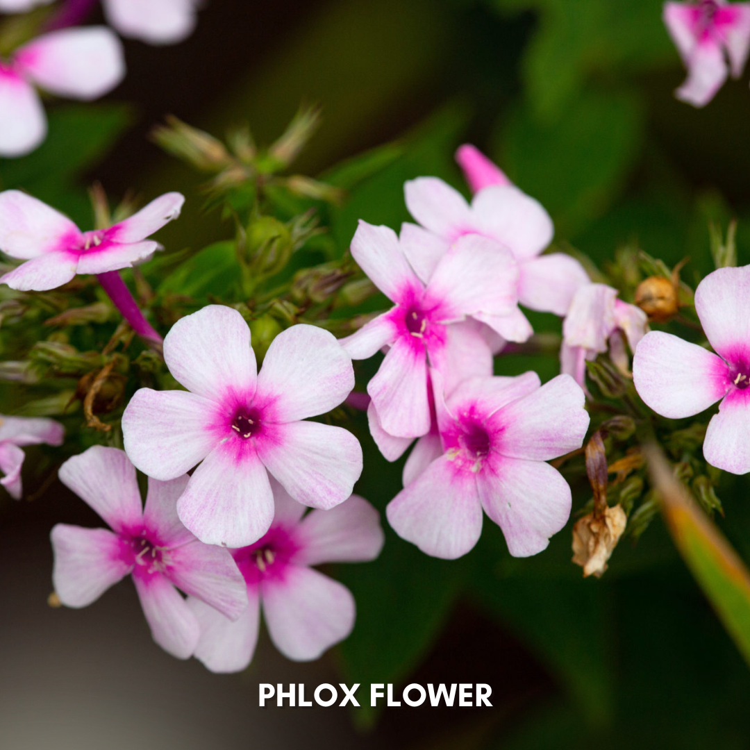 Green Paradise® Phlox Flower (Improved) Seeds Pack