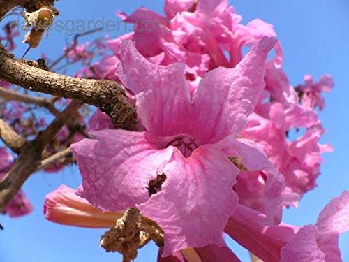 Green Paradise Tabebuia Rosea pink trumpet tree Seeds