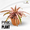 Pink Cryptanthus Live Plant Best Indoor Plant