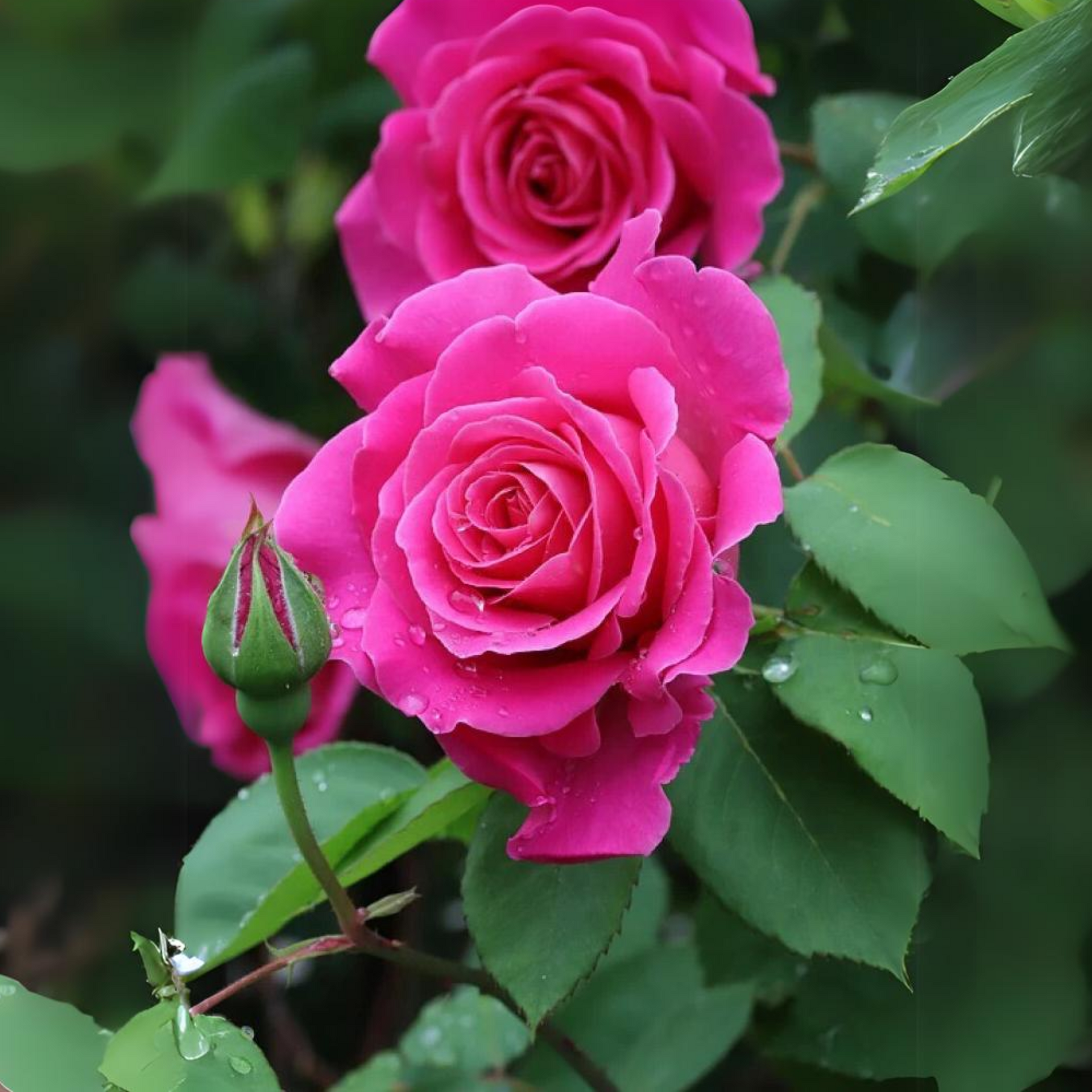 Exclusive Live dutch rose Plant