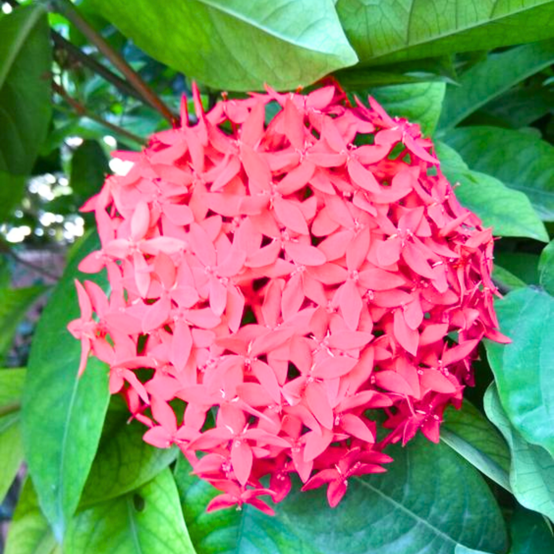 ixora pink live plant