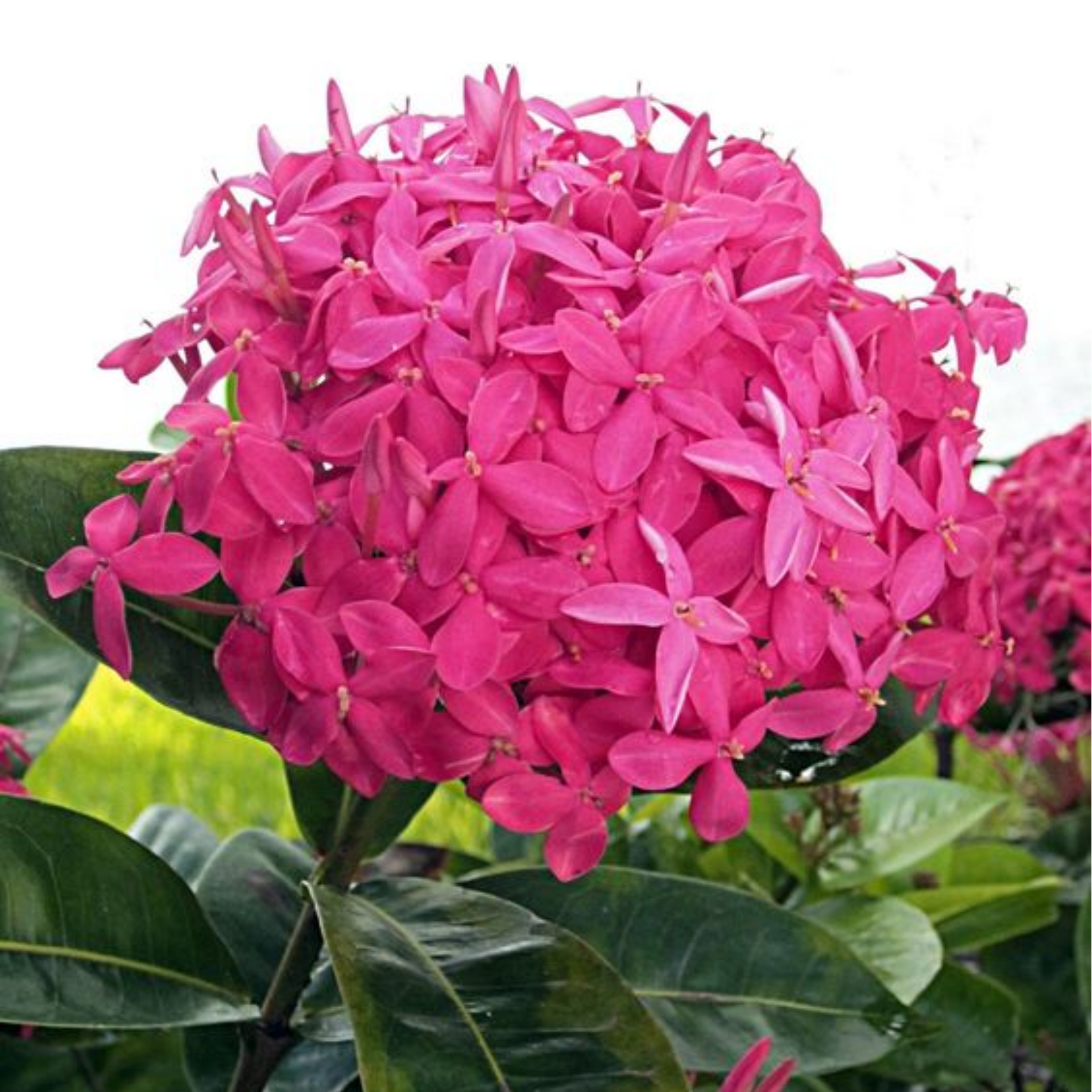 ixora pink live plant