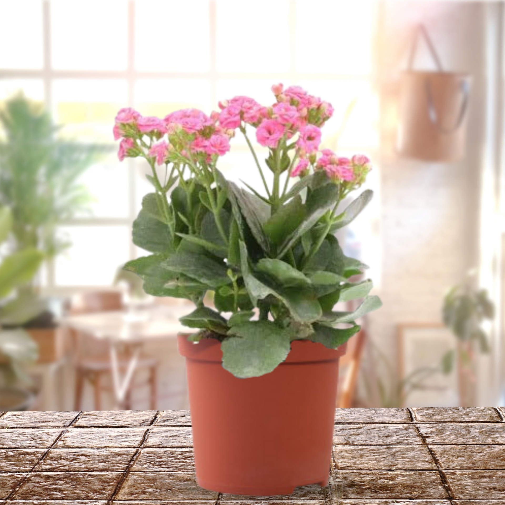 Kalanchoe Plants With Pot