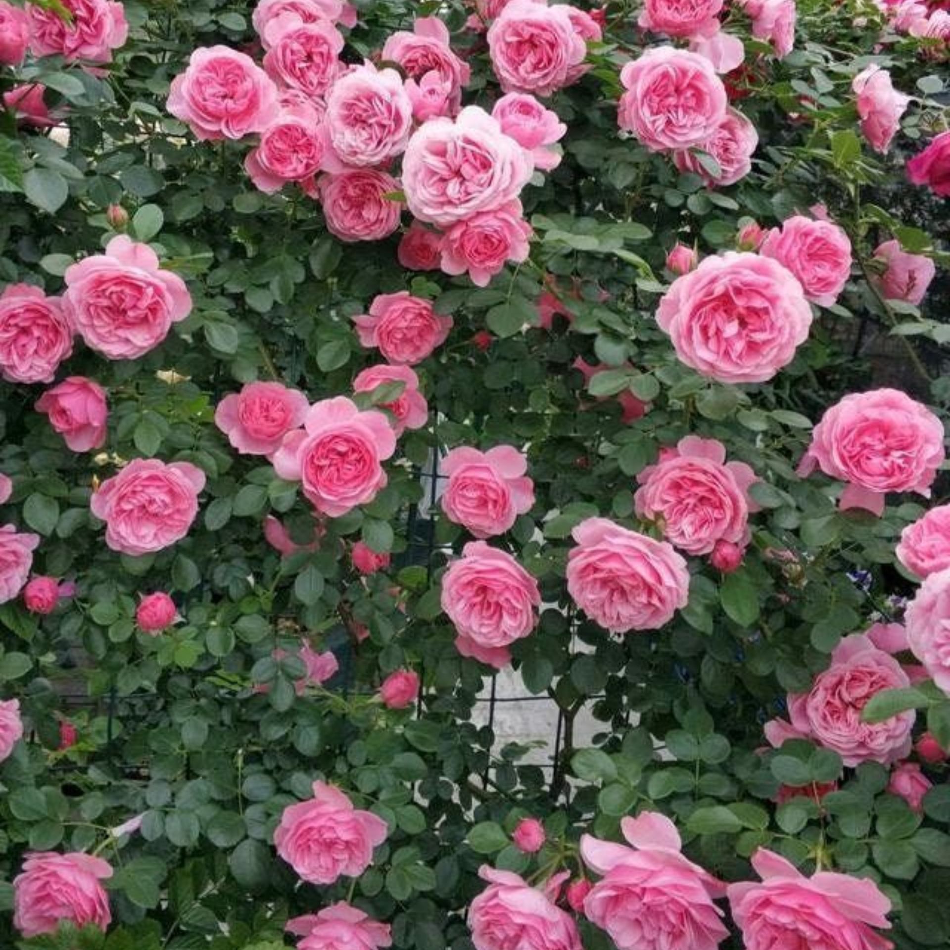 Green Paradise Pink scented creeper rose Plant