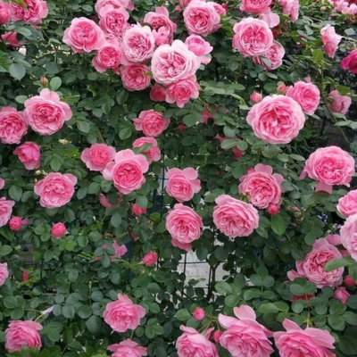 Green Paradise Pink scented creeper rose Plant