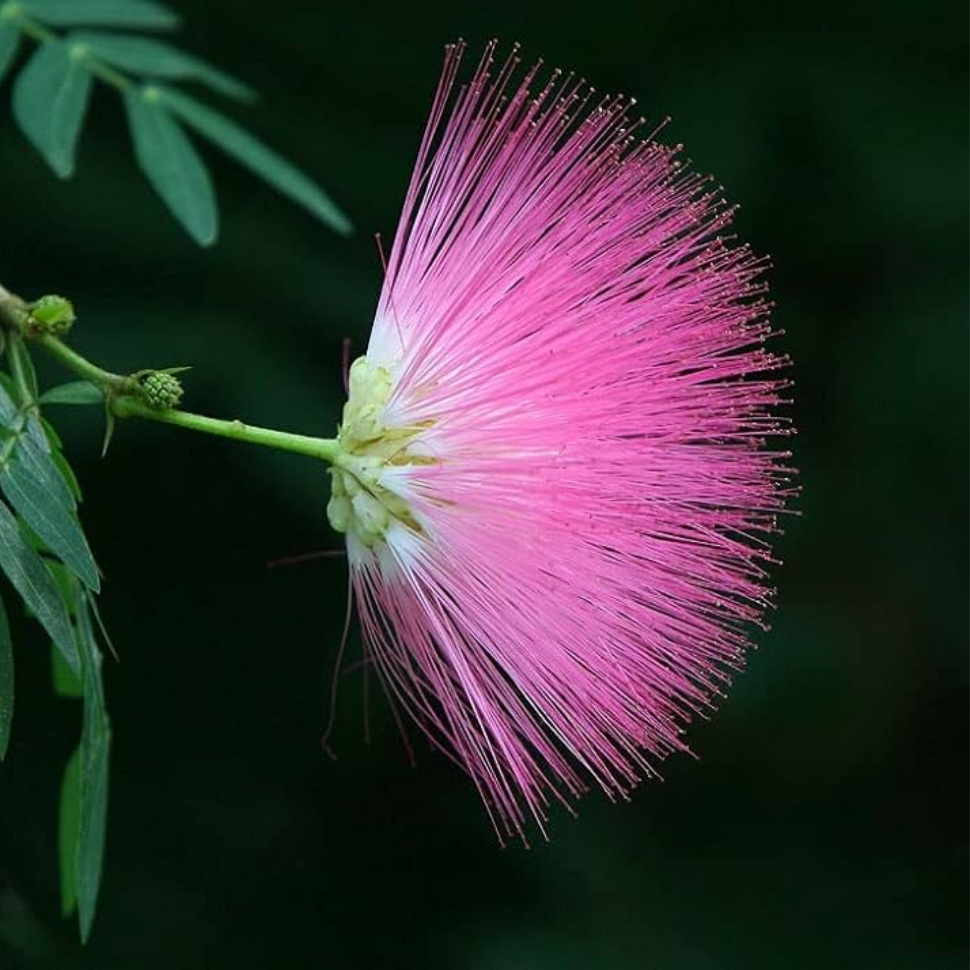 Calliandra Surinam Powderpuff New Pink Color Live Plant With Pot