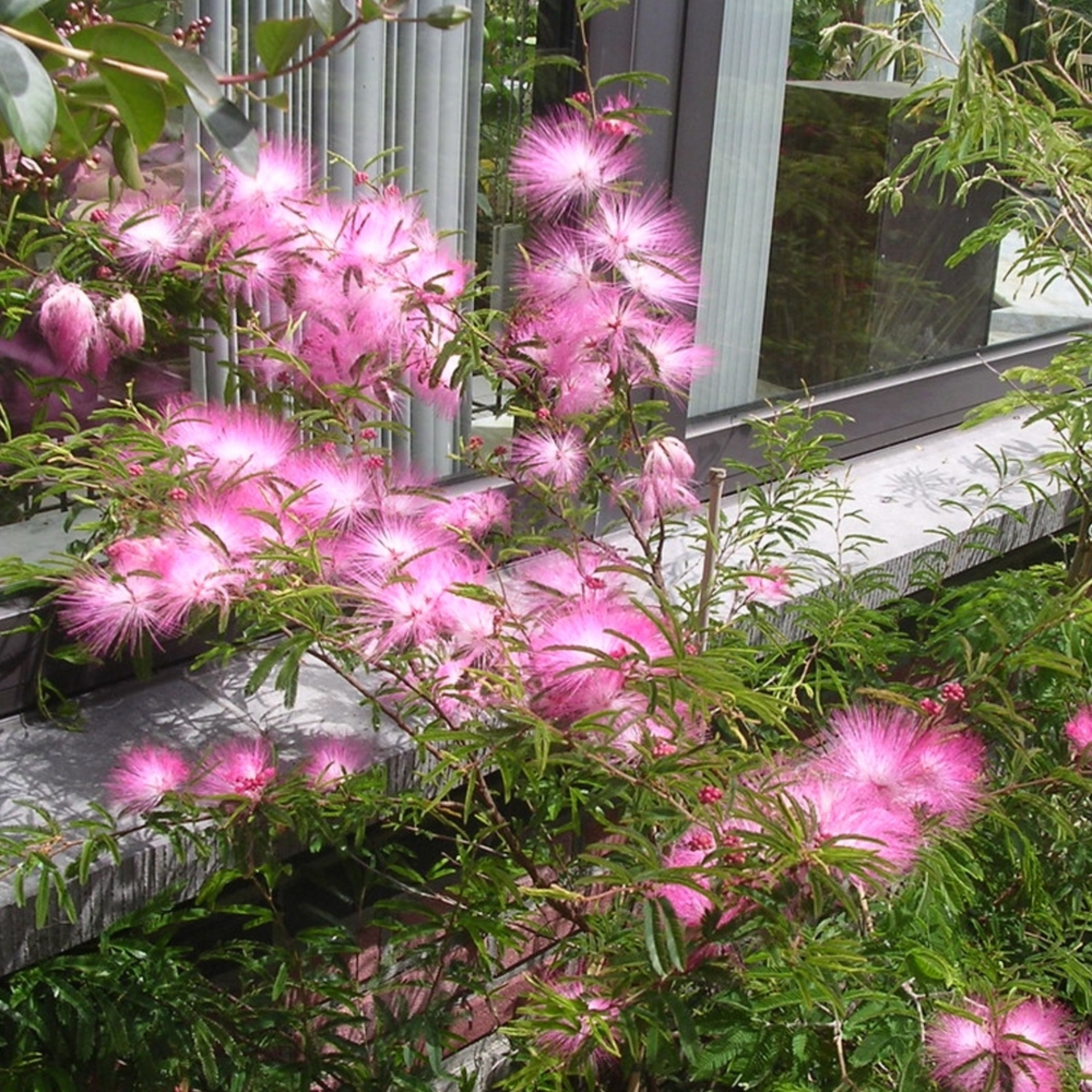 Calliandra Surinam Powderpuff New Pink Color Live Plant With Pot