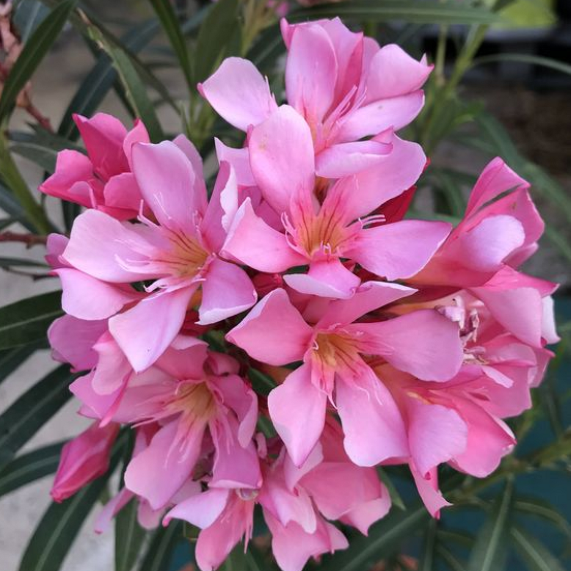 Kaner Plant Pink