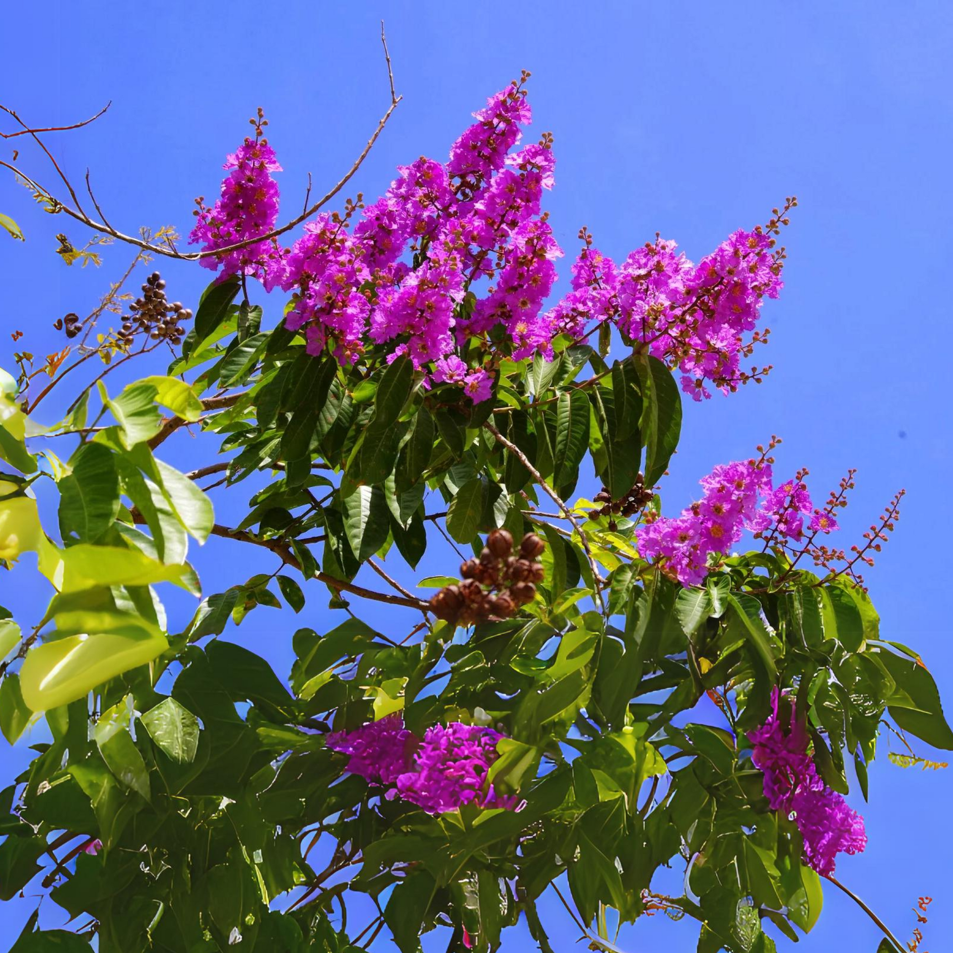 Green Paradise® Legerstomia Pink Lagerstroemia speciosa Queens Crape Myrtle tree Live Sapling Plant