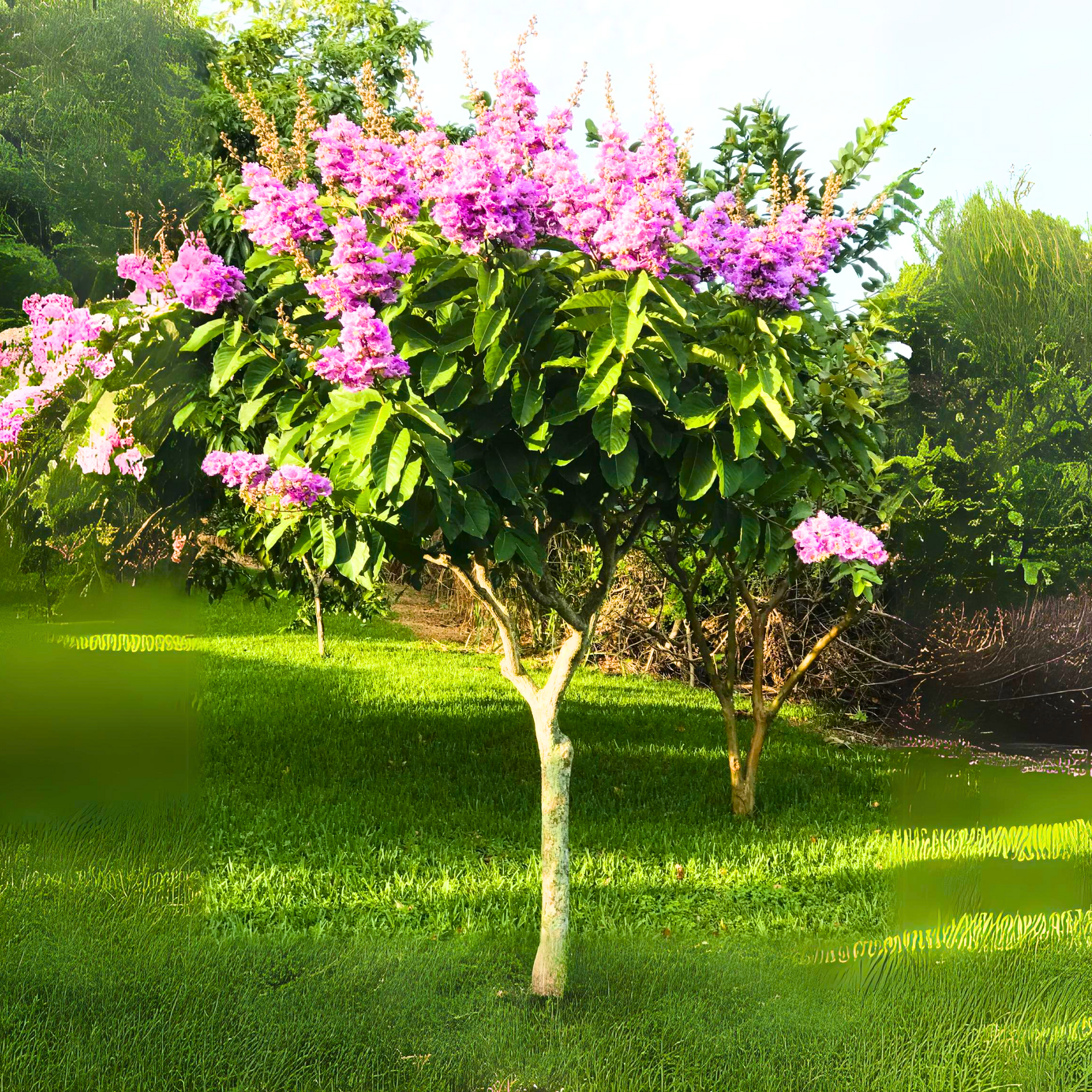 Green Paradise® Legerstomia Pink Lagerstroemia speciosa Queens Crape Myrtle tree Live Sapling Plant